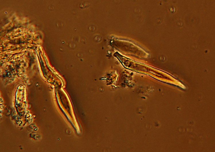 Gloeophyllum sp. (Gloeophyllum abietinum)